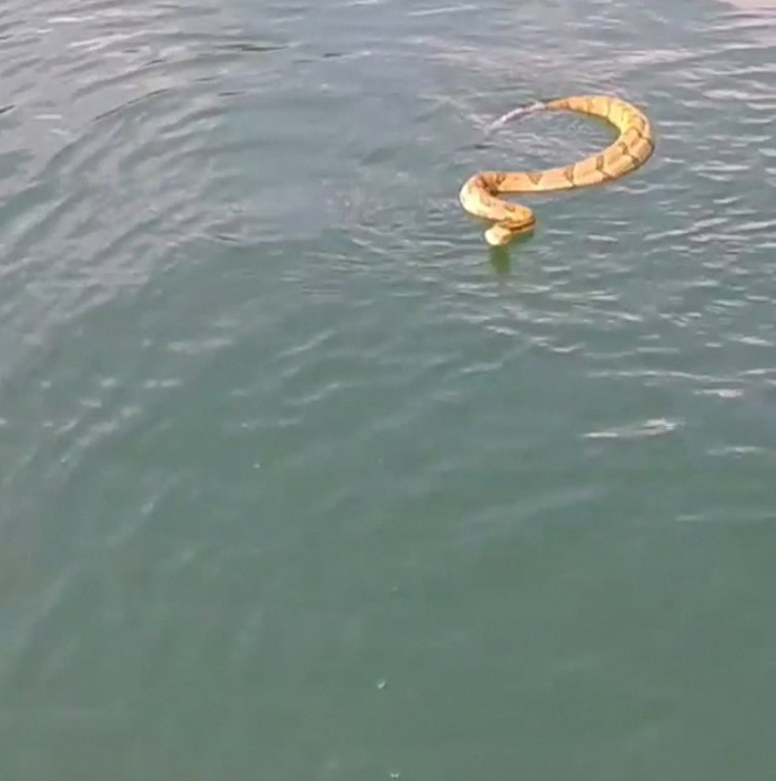 美国田纳西州家庭出海骇然发现响尾蛇游到船边要上船