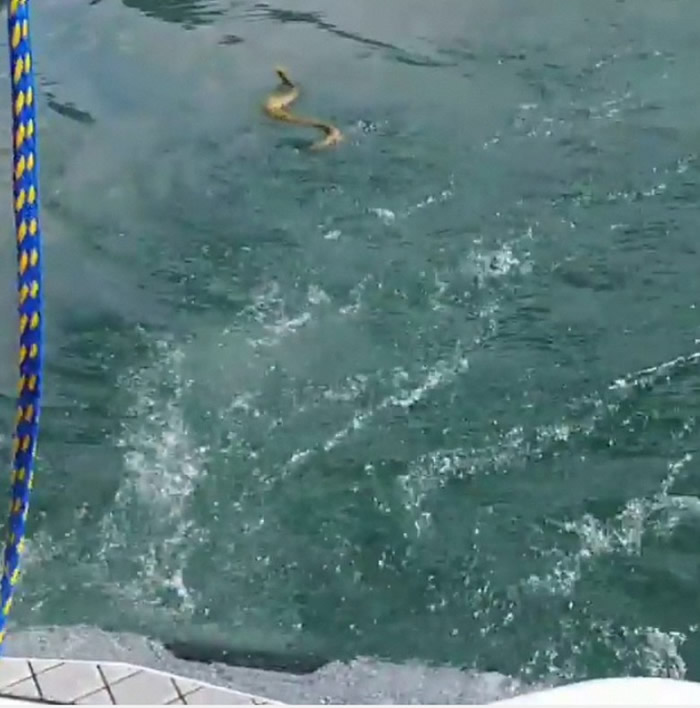 美国田纳西州家庭出海骇然发现响尾蛇游到船边要上船