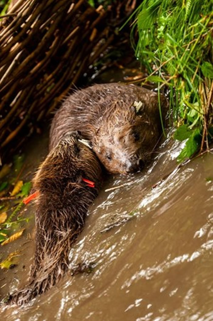英政府期许能够用河狸治水法促成河流稳定、改善生物多样性。