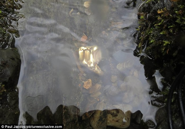 Ѱ��������Ӣ�����з��ָ߶����С�ġ�������˹��顱 ��ֵ5��Ӣ��