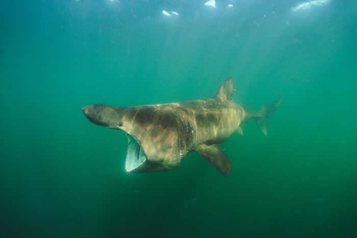 姥鲨(basking shark, Cetorhinus maximus)在大部分栖地都受到猎捕,为的就是它们富含油脂的肝脏。这类鲨鱼的肝脏重量可达体重的25%