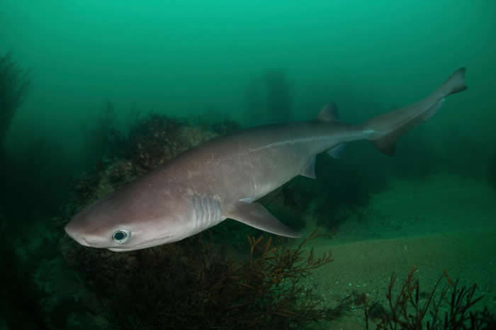 灰六腮鲨(bluntnose sixgill shark, Hexanchus griseus)是被国际自然保育联盟(International Union f