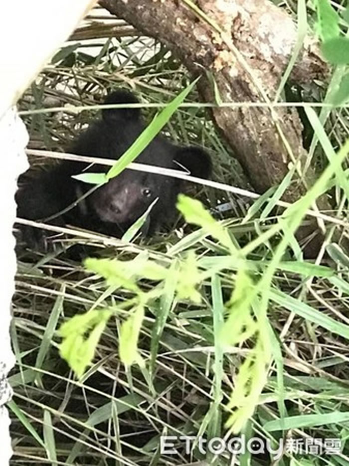 ̨�廨��׿Ϫ�ϰ��ٲ���������һֻ�䵥���ܱ���