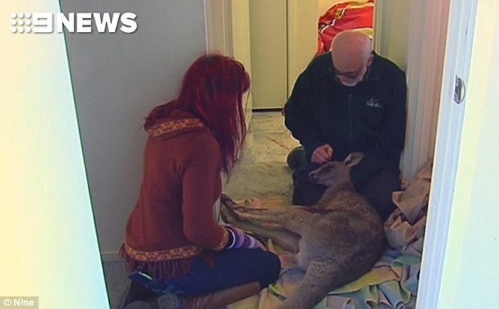 深夜家中传出巨响 澳洲墨尔本男子发现袋鼠倒卧在厕所流血