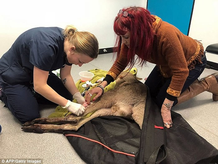 深夜家中传出巨响 澳洲墨尔本男子发现袋鼠倒卧在厕所流血