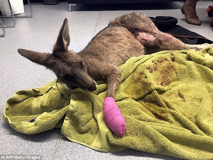 深夜家中传出巨响 澳洲墨尔本男子发现袋鼠倒卧在厕所流血