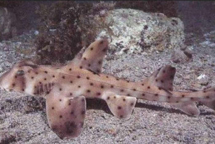 美国三名窃贼从德克萨斯州圣安东尼奥水族馆偷走一条鲨鱼