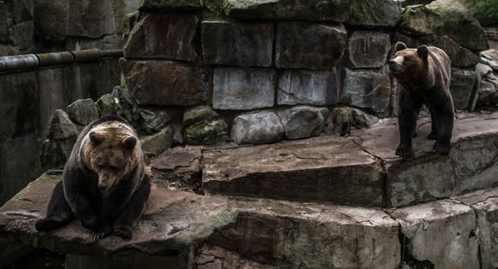 ������˹˹̹�ϲ���ͷ��ɽ����Ϯ����ɽ���� 67ֻ����һ����