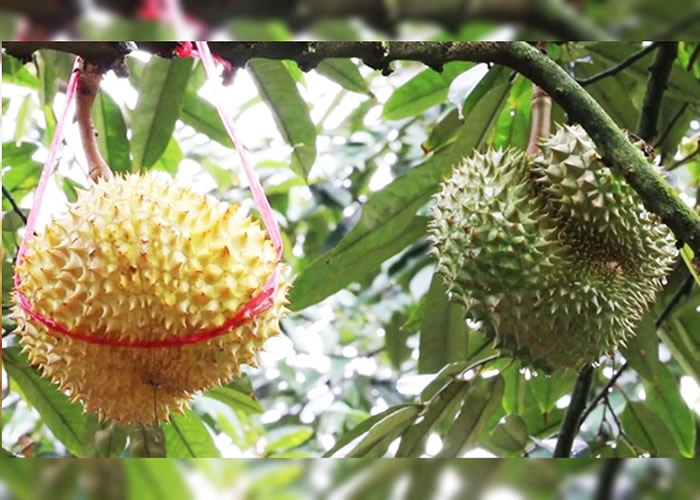 泰国一个果园种出罕有的金榴梿(左)。