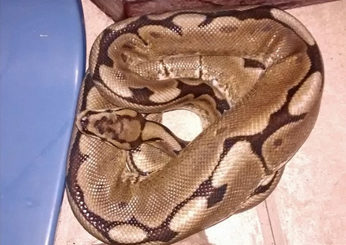 英国伦敦女子一觉醒来赫然发现身旁出现3呎长球蟒