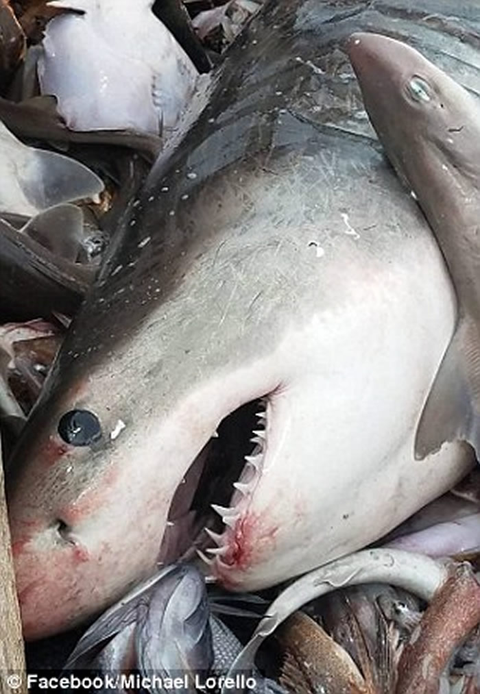 �����޵õ����������1.8�׳������ �����������������