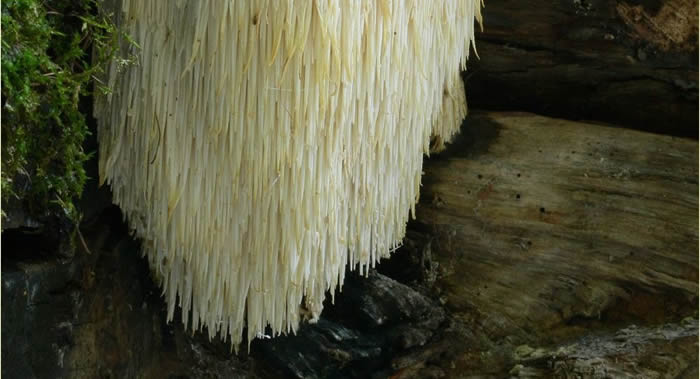 俄罗斯科学家首次对滨海边疆区西南部能将昆虫变成僵尸的寄生真菌进行研究