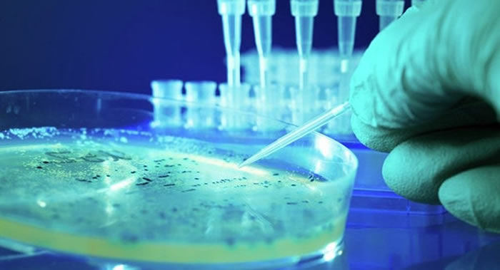 俄罗斯科学家发现上过太空的杆菌会进行多次分裂 致病力加强