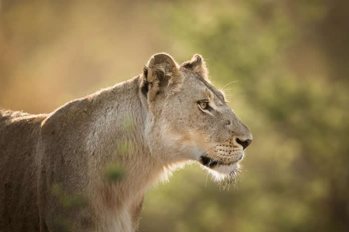 由于对狮爪,狮牙,狮骨和其他身体部位的需求不断增长,狮子将会面临愈来愈大的威胁。 PHOTOGRAPH BY JAK WONDERLY