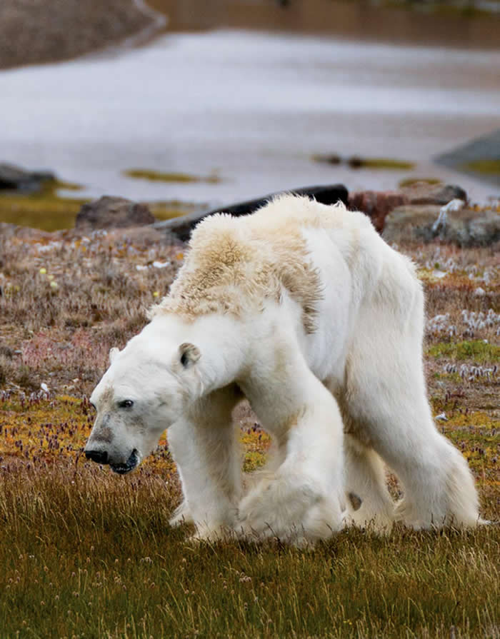 加拿大极区萨莫塞特岛海湾震撼人心的饥饿北极熊