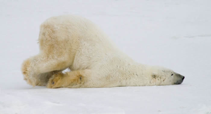 俄罗斯楚科奇海岸发现一头被杀死的北极熊