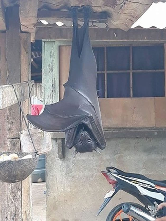 一只巨大蝙蝠倒挂在屋檐上睡觉网友猜是马来大狐蝠