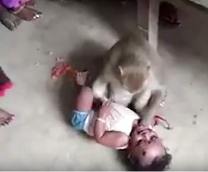 印度南部卡纳塔克邦野生猴子入侵民宅强掳男婴