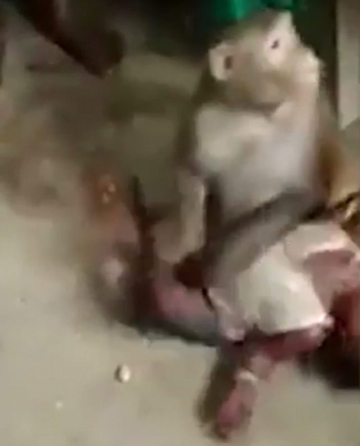 印度南部卡纳塔克邦野生猴子入侵民宅强掳男婴