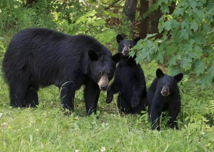 阿拉斯加州大部分地区都不准猎杀幼熊及母熊。