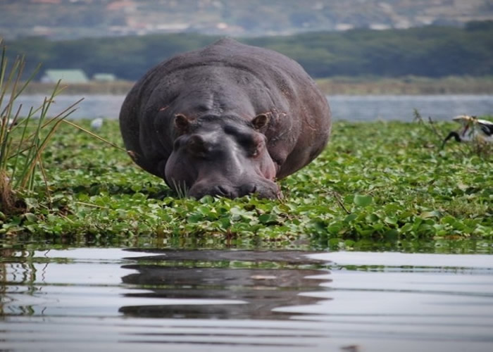 中国游客在肯尼亚奈瓦沙湖观光时遭河马袭击 导致一死一伤