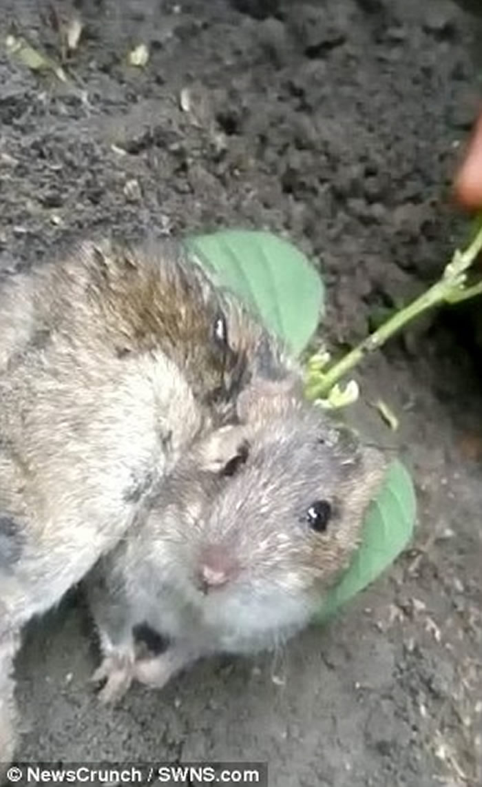 印度农夫发现田园内的蔬菜会移动 仔细看竟是可怜田鼠背部长出黄豆幼苗