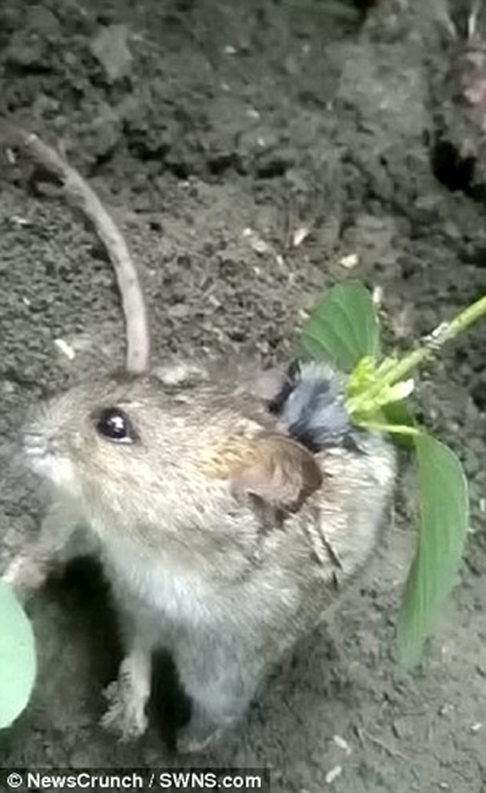 印度农夫发现田园内的蔬菜会移动 仔细看竟是可怜田鼠背部长出黄豆幼苗