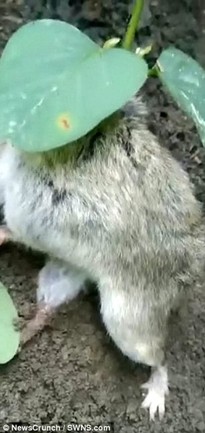 印度农夫发现田园内的蔬菜会移动 仔细看竟是可怜田鼠背部长出黄豆幼苗