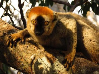 红额狐猴把有毒马陆当药膏擦?动物似乎能利用