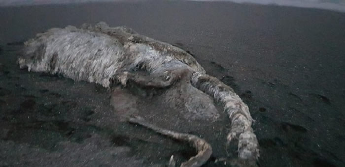 俄罗斯堪察加半岛暴风雨过后海滩上发现长毛“海怪”