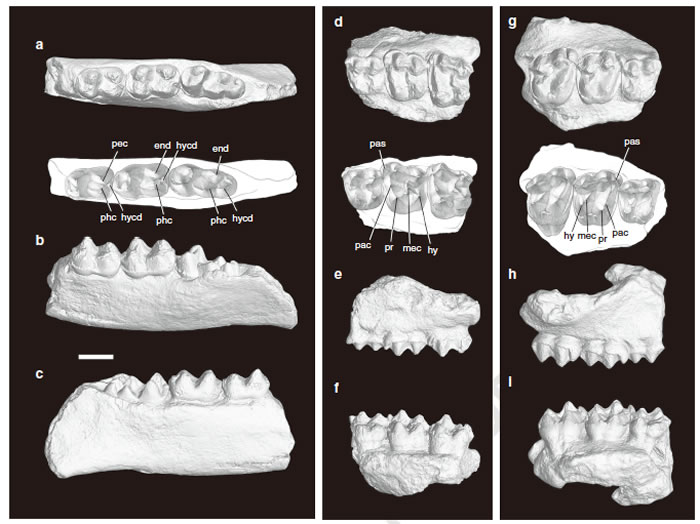 ʼඡ(Erihippus tingae gen. et sp. nov.)(a-b)(d-f)ͽⶫ(