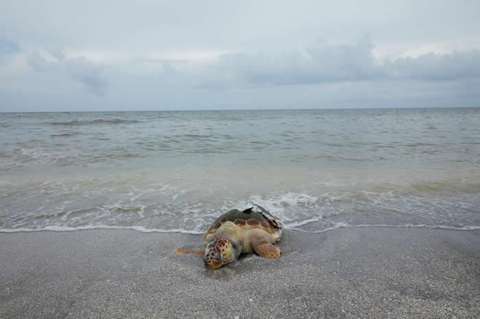 ��ֻ���P��ֻ��������ë���廪�¼��У������Ƽ�¼��������㵽������һֻ��Ұ�����ﳣ�����������ë��Ķ��أ����ֶ��ػṥ����ϵͳ����������������� PHOTOGR