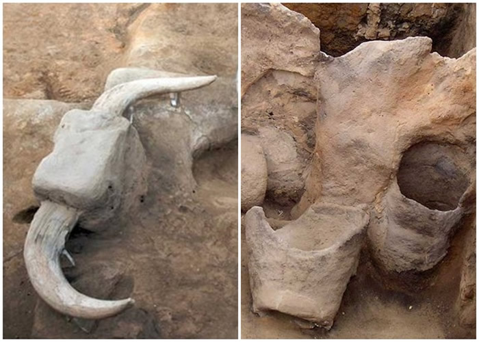 科学家发现的动物骸骨（左图）及烹饪工具（右图）。