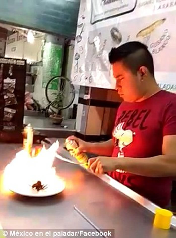 墨西哥餐厅“蜘蛛卷饼”的菜式所用的食鸟蛛为受保护物种“墨西哥红尾蜘蛛”