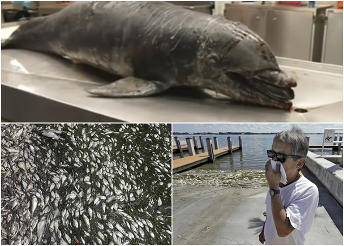 大量海豚死亡(上图);恶臭令居民生活亦大受影响(右下图)。