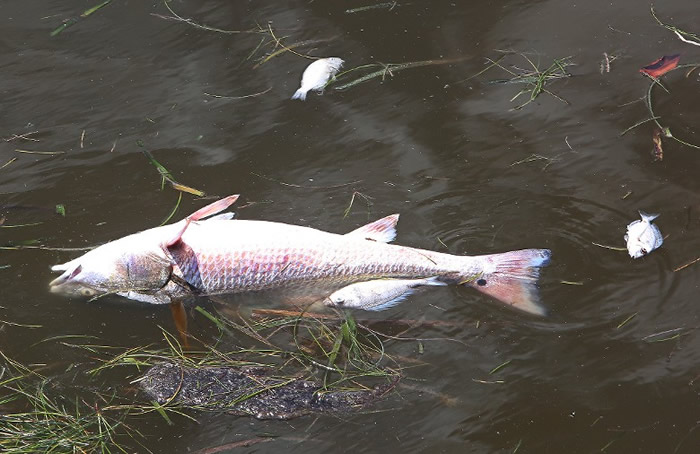 死鱼传来恶臭。