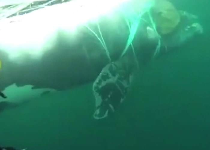 鲸鱼被渔网缠住。