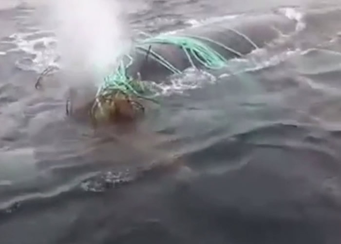 被渔网缠绕的鲸鱼在水面挣扎和喷水。