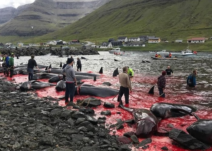 丹麦属地法罗群岛杀鲸大会鲜血染红海湾