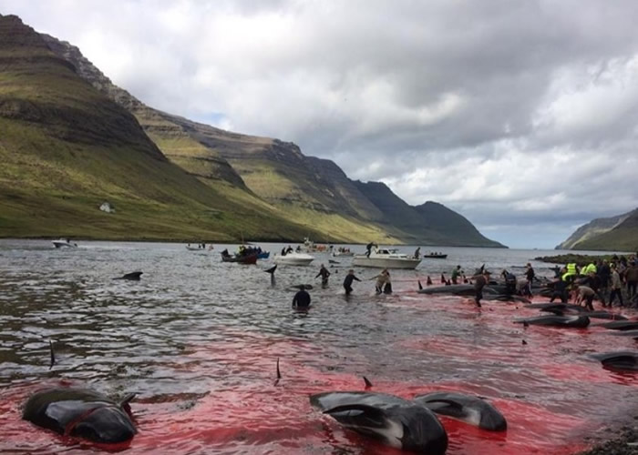 法罗群岛每到夏天,都会举行杀鲸大会。
