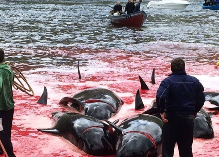 法罗群岛每到夏天,都会举行杀鲸大会。