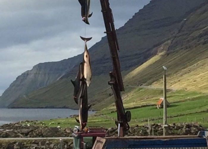 当地人吊起鲸鱼尸体。