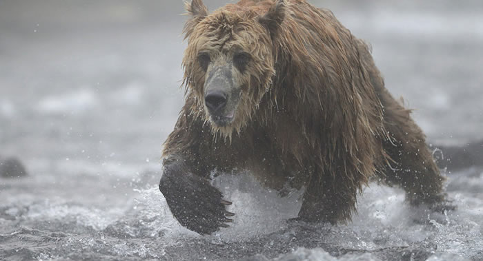 俄罗斯堪察加克罗诺基自然保护区一工作人员遭熊攻击死亡