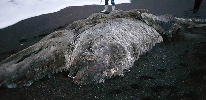 俄罗斯堪察加半岛一具外型庞大、全身绒毛却无头无眼的“海怪”尸体被冲上岸