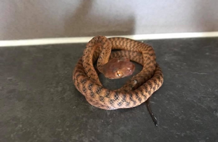 һЩ���ѻ��ǿ�������Ƭ�ϵ��ߡ�