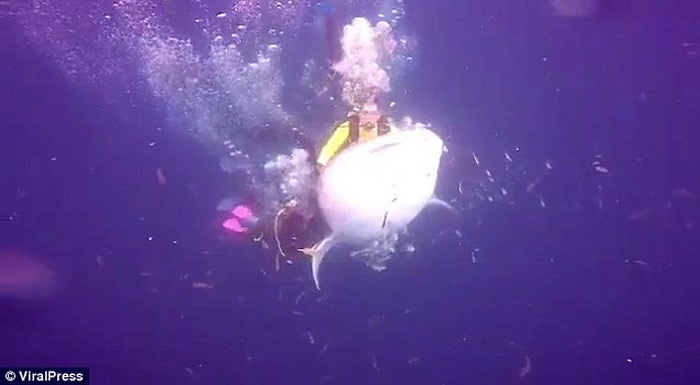 ӡ��������һ������Ǳˮʱ�ﾨ��󱻲�