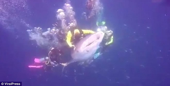 ӡ��������һ������Ǳˮʱ�ﾨ��󱻲�