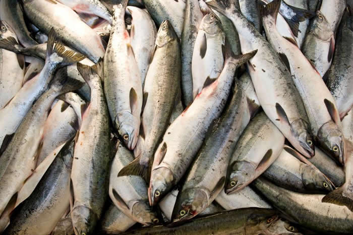 一处粉红鲑(pink salmon)渔场的渔获。 PHOTOGRAPH BY MICHAEL MELFORD, NATIONAL GEOGRAPHIC