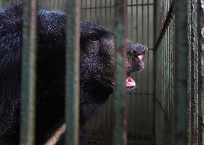 部分养殖场负责人大量宰杀黑熊。