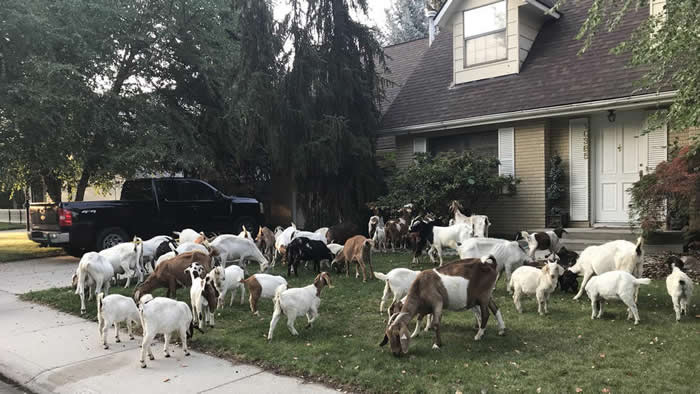 �����������ݹ�����˹����75ֻ���塰Խ���� Ļ�����Ի���һֻ�����������ɽ��